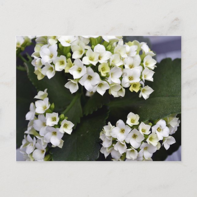 Kalanchoe Blossfeldiana Vykort (Framsida)