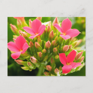 Kalanchoe blossfeldiana vykort