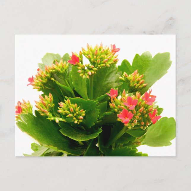 Kalanchoe blossfeldiana vykort (Framsida)