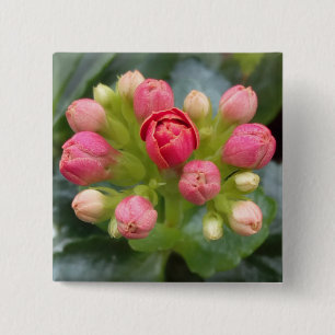 Kalanchoe Buds Knapp