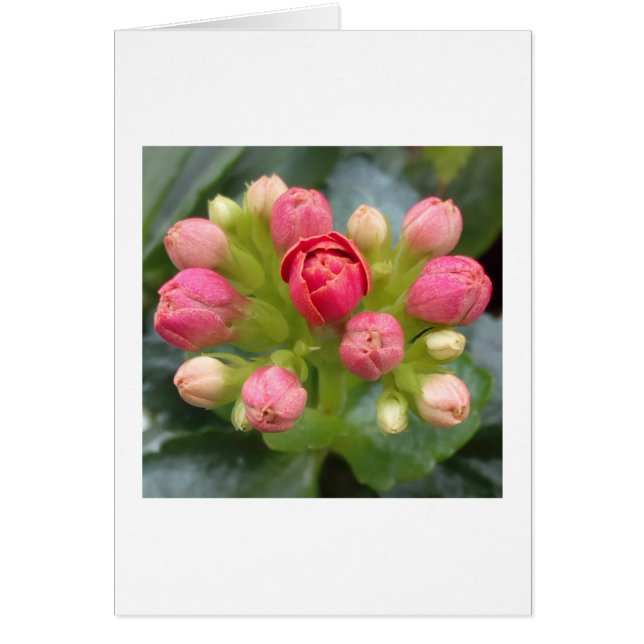 Kalanchoe Buds OBS Kort (Framsidan)