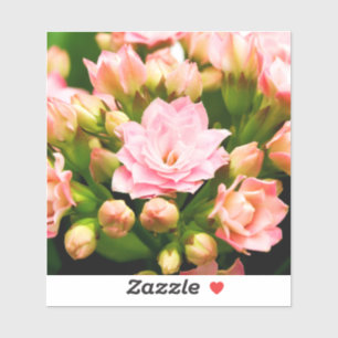 Kalanchoe calandiva klistermärken