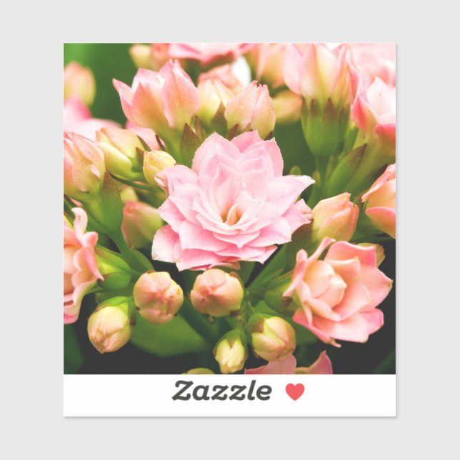 Kalanchoe calandiva klistermärken (Ark)