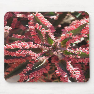 Kalanchoe "fjärilsvingar mousepad musmatta