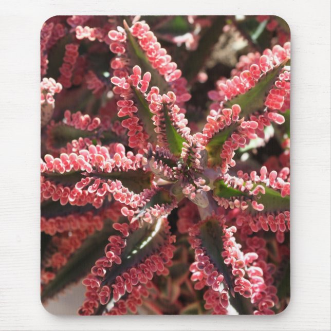 Kalanchoe "fjärilsvingar mousepad musmatta (Framsidan)
