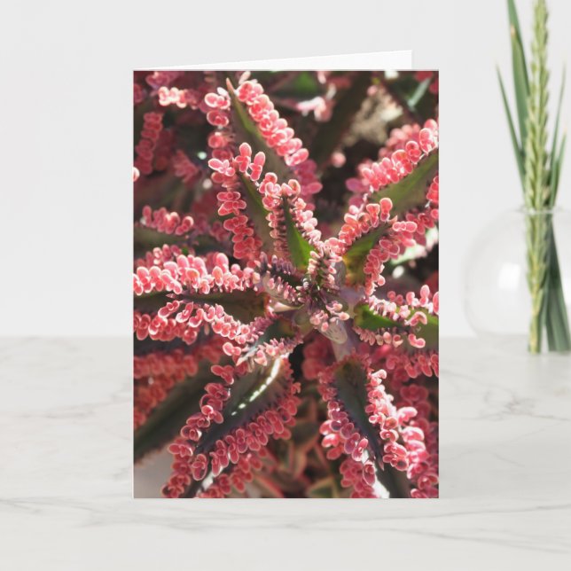 Kalanchoe "fjärilsvingar notecard kort (Framsida)