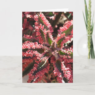 Kalanchoe "fjärilsvingar notecard kort