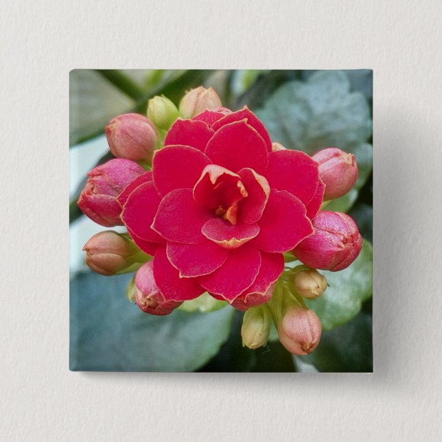 Kalanchoe Flower Knapp (Framsida)