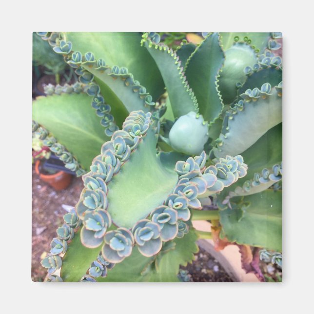 Kalanchoe Magnet (Framsidan)