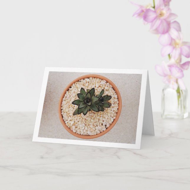 Kalanchoe Tomentosa Succulent Plant, Panda Plant Kort (Orkide)
