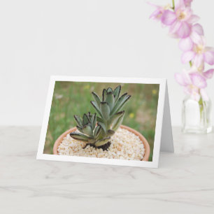 Kalanchoe Tomentosa Sukkulent Växt, Panda Växt Kort