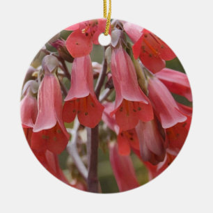 Kalanchoe Tubiflora Julgransprydnad Keramik