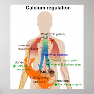Kalciumreglering i människokroppsdiagram poster