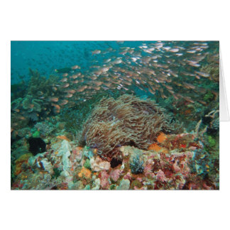 Kaleidoscope Hälsningskort