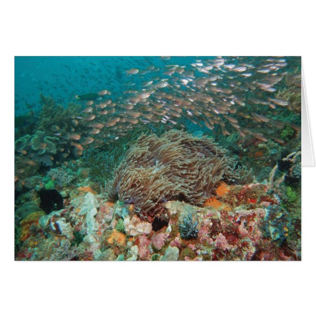 Kaleidoscope Hälsningskort (Framsidan Horizontal)