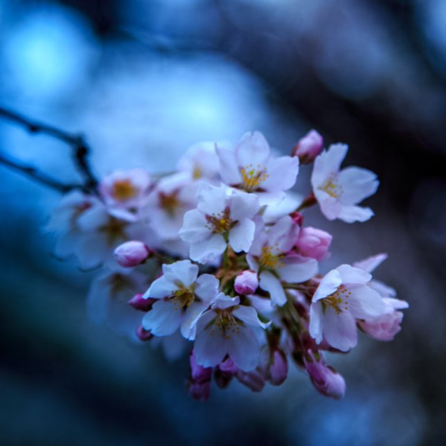 kalender (Skapare uppladdad)