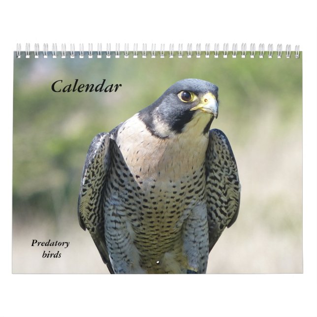 Kalender 12 månader, rovfåglar (Omslag)