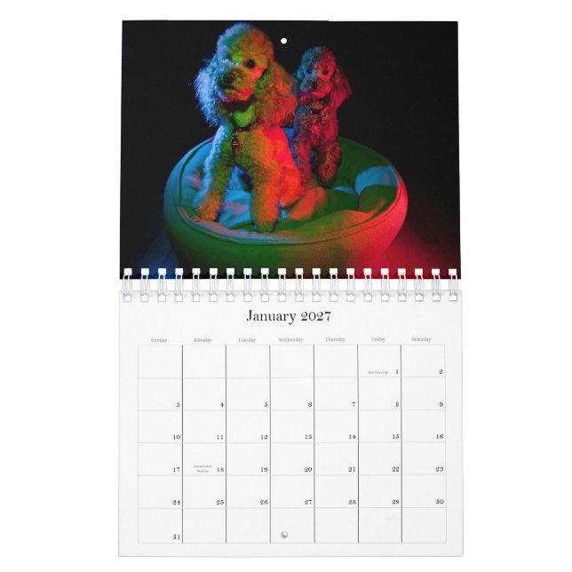 Kalender 2010 för leksakpudel (Jan 2027)