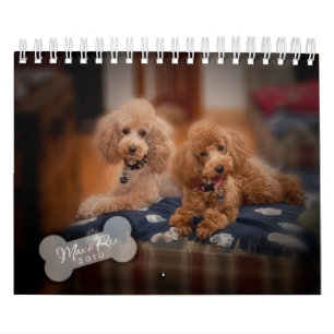 Kalender 2010 för leksakpudel