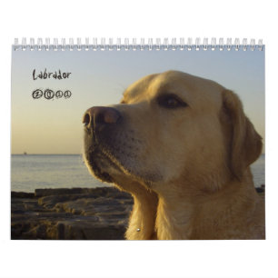 Kalender 2011 för Labrador Retriever
