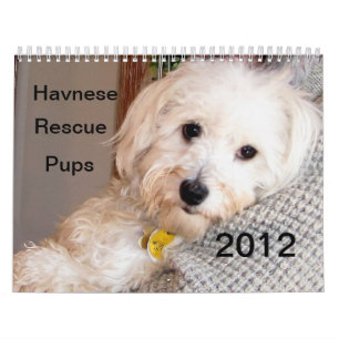 Kalender 2012 för Havanese valprädding