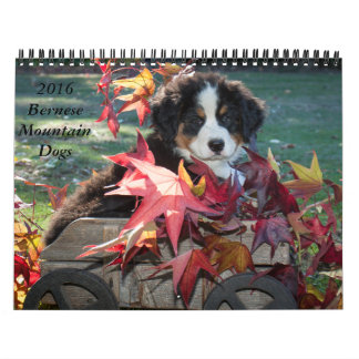 Kalender 2016 för Bernese berghund