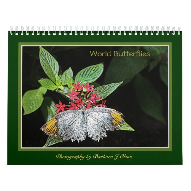 * kalender 2019 för världsfjärilsvägg (Omslag)