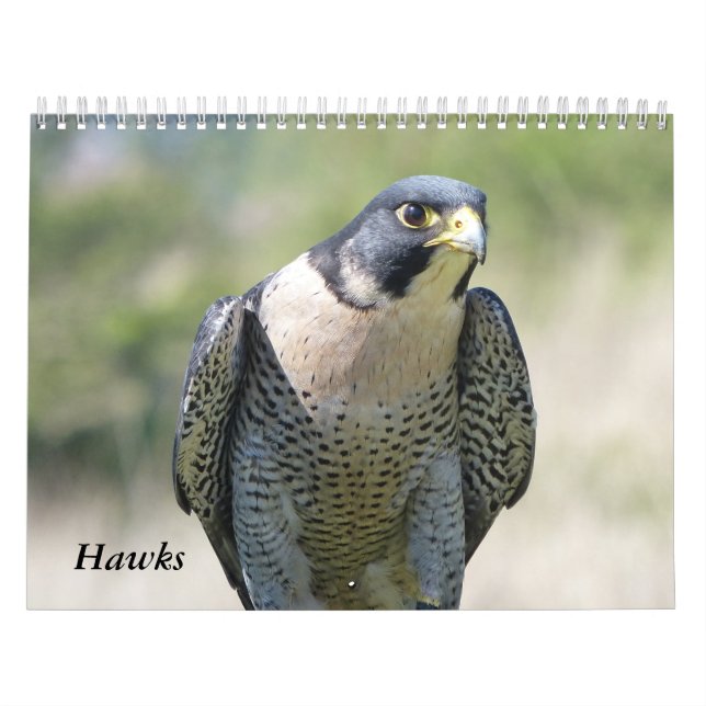 Kalender 2021 12 månader, Hök (Omslag)