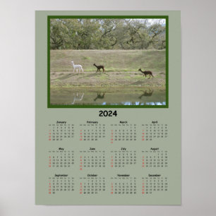 Kalender - 2024 Alpaca Calendar Poster