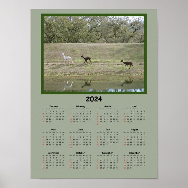 Kalender - 2024 Alpaca Calendar Poster (Framsidan)