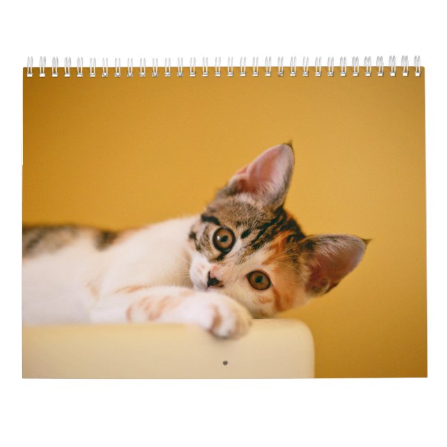 Kalender 2025 Tassar och Whiskers (Baksida)