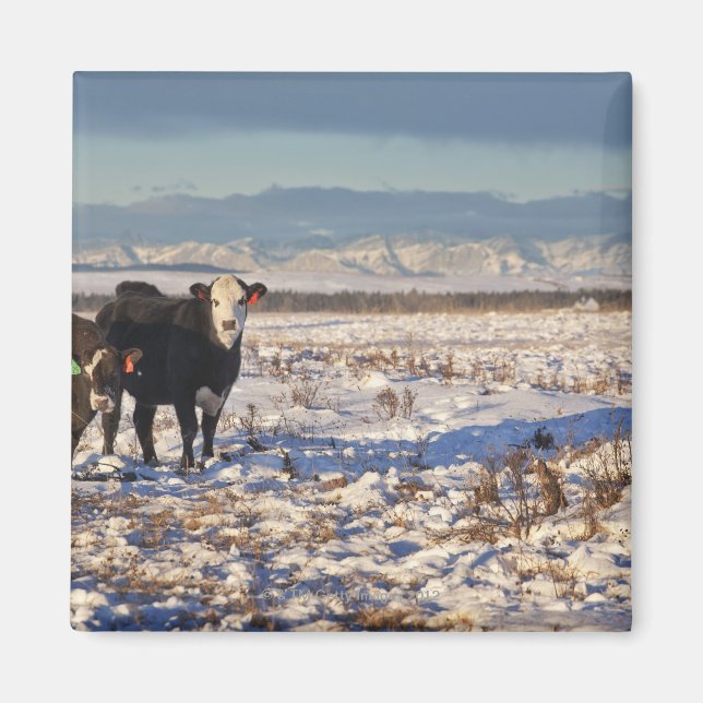 kalender, alberta, kanada magnet (Framsidan)