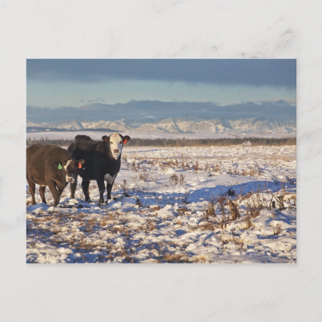 kalender, alberta, kanada vykort (Framsida)