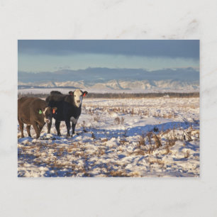 kalender, alberta, kanada vykort