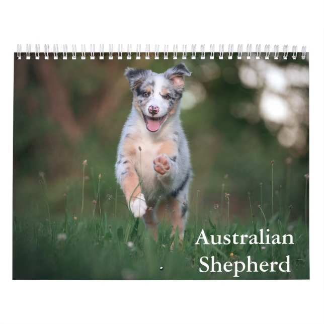 Kalender australian shepherd (Omslag)