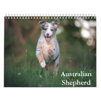 Kalender australian shepherd