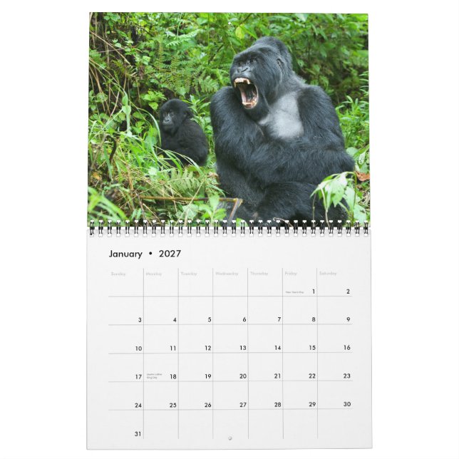 Kalender - berggorillor av Rwanda (Jan 2027)