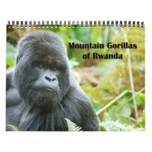 Kalender - berggorillor av Rwanda