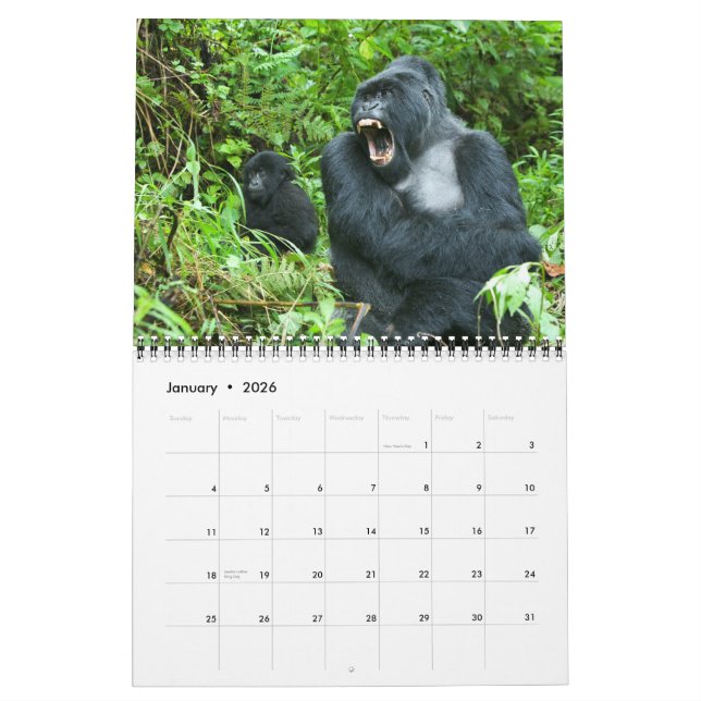 Kalender - berggorillor av Rwanda (Jan 2026)