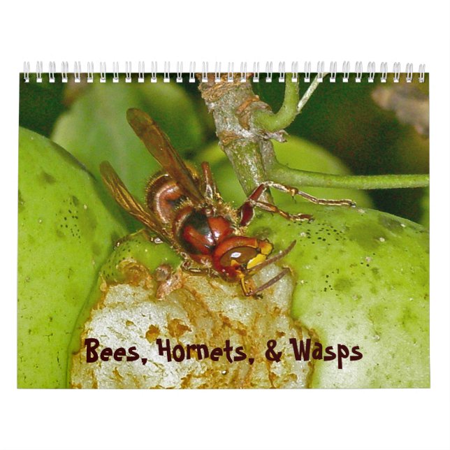 Kalender - Bin, Hornet och Wasps (Omslag)