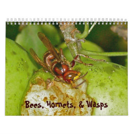 Kalender - Bin, Hornet och Wasps