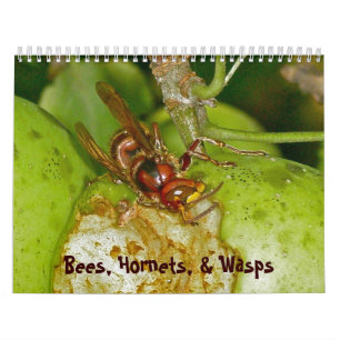 Kalender - Bin, Hornet och Wasps
