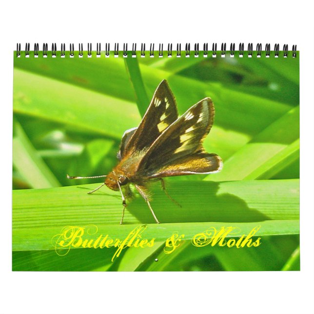 Kalender - Butterflies & Moths (Omslag)