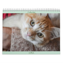 Kalender Engelska och USA Cute Bevackra Cats