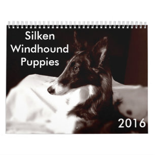 kalender för 4 2016 Silken Windhound valpar