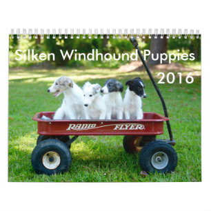 kalender för 6 2016 Silken Windhound valpar