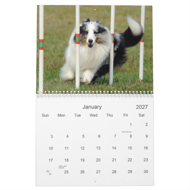 Kalender för Agility för Shetland Sheepdog (Jan 2027)