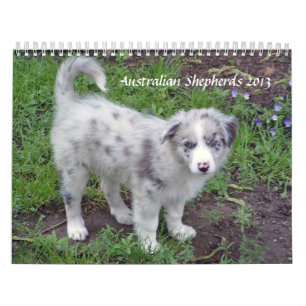 Kalender för australian shepherd 2013