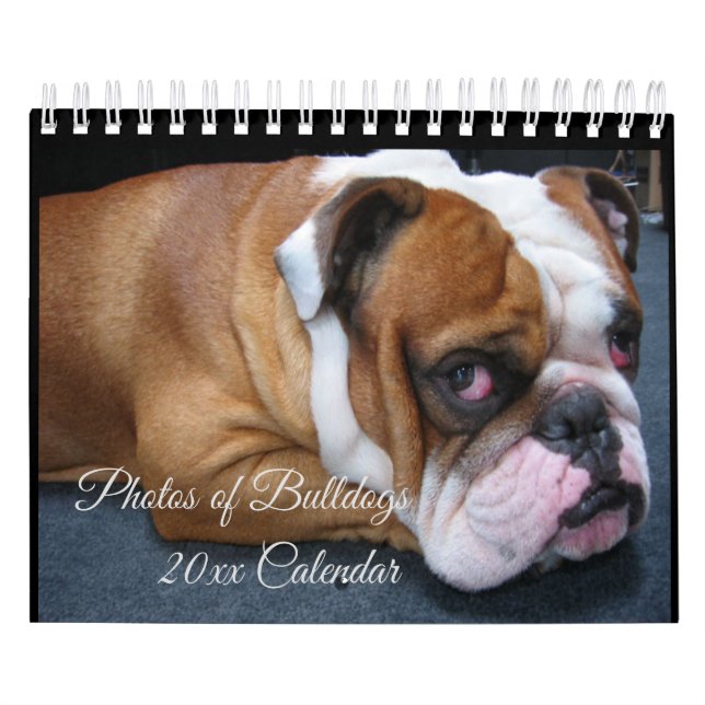 Kalender för Baby & Vuxen Engelska bulldog (Omslag)