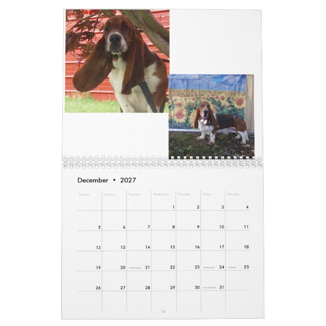 Kalender för Bassethundvalp (Dec 2027)